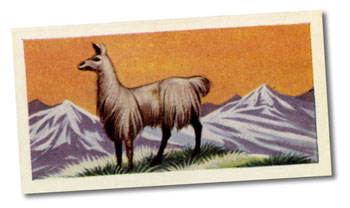 Llama candy card